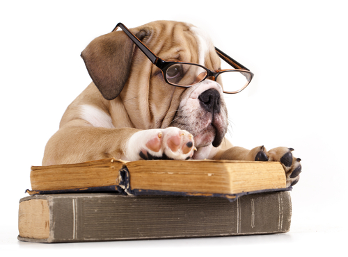 cute dog with glasses and book